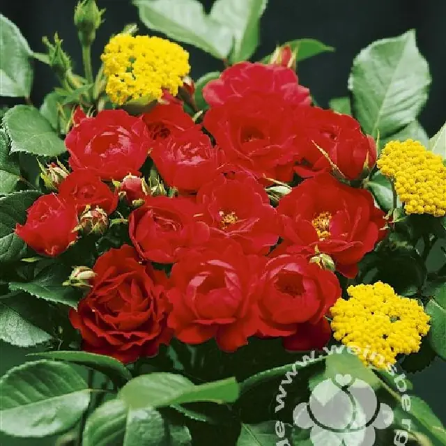 Rose 'Limesglut'  ®  ADR-Rose Bodend.Rose