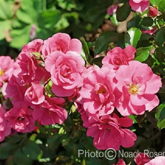 Rose 'Medley Pink'  ®  ADR-Rose Zwergrose