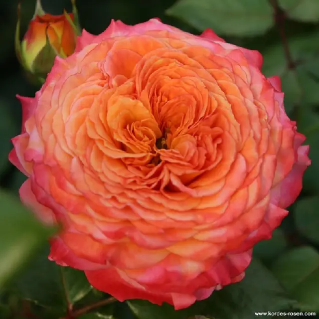 Rose 'Meteor'  ®  Beetrose