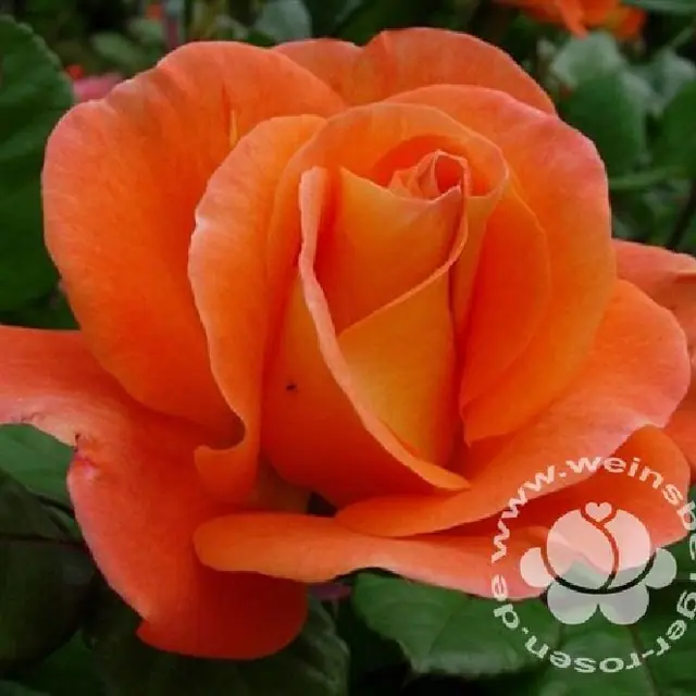 Rose 'Orange Dawn'  ® Kletterrose