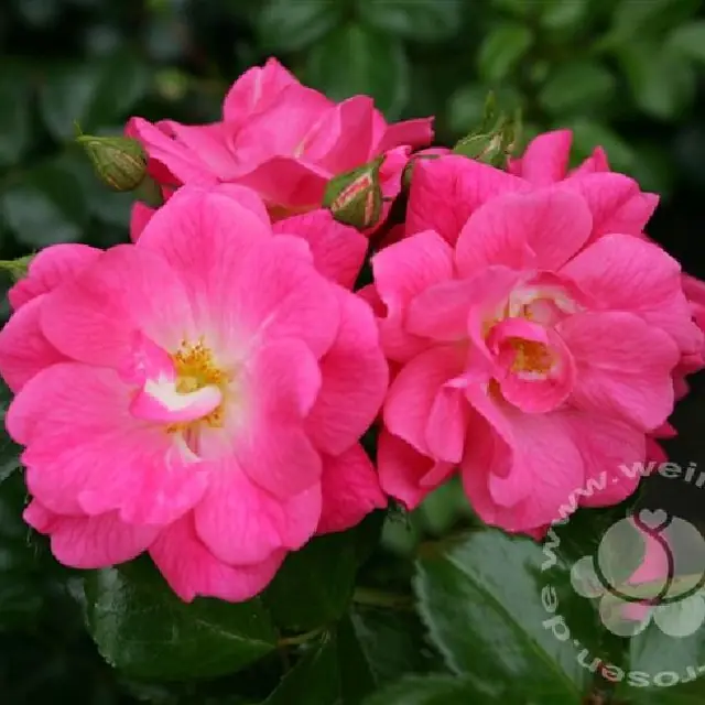 Rose 'Palmengart.Frankft.' ®  ADR-Rose Bodend.Rose