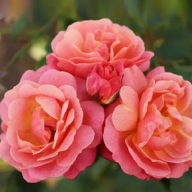 Rose 'Peach Melba' ® Edelrose