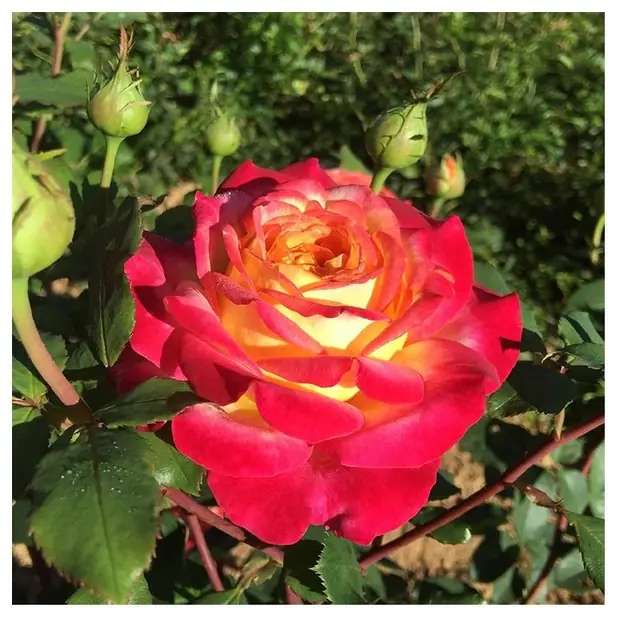 Rose 'Popstar' Edelrose
