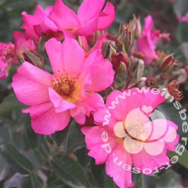 Rose 'Pretty -R- Sunrise'  ®  ADR-Rose Strauchrose