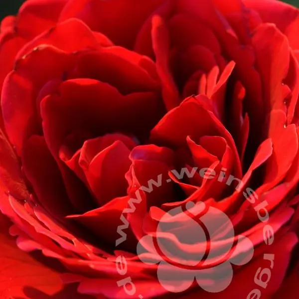 Rose 'Red Flame'  ® Adabaring/Nirporizon Kletterr.