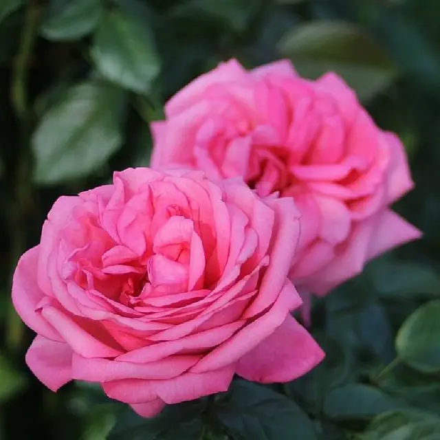 Rose 'Romina'  ® Edelrose