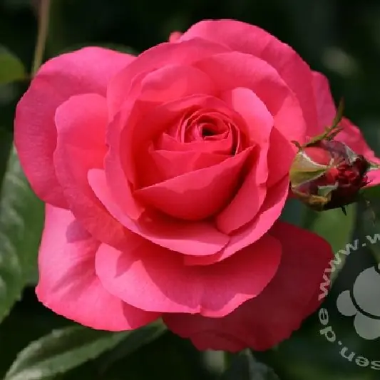 Rose 'Rosanna'  ® Kletterrose