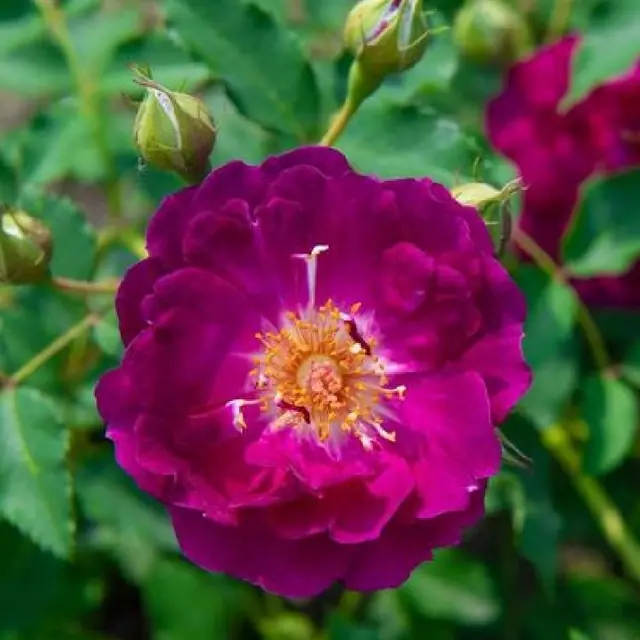 Rose 'Rosengarten Zweibrücken' ® Kletterrose