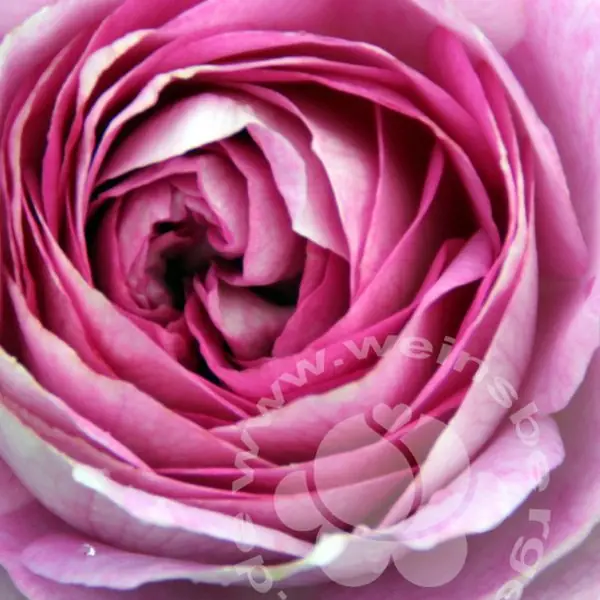 Rose 'Saphir' ® Strauchrose