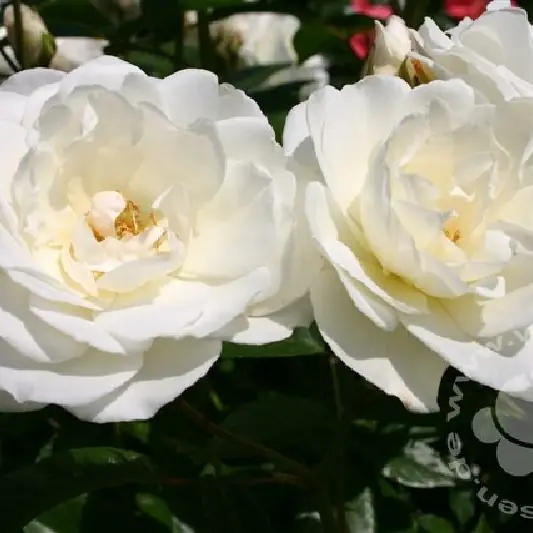 Rose 'Schneewittchen'  ® Strauchrose