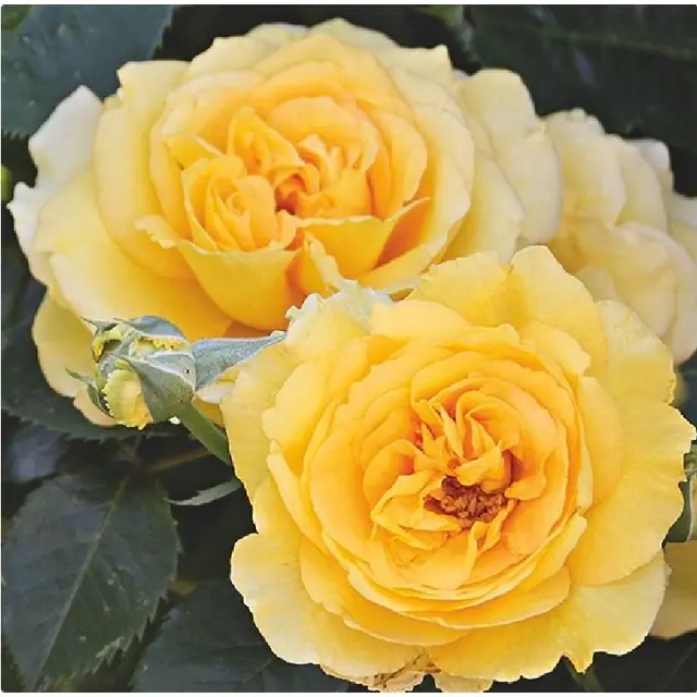 Rose 'Sommergold'  ®  Kletterrose