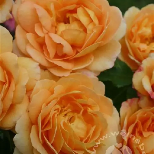 Rose 'Sonnenwelt' ® Strauchrose