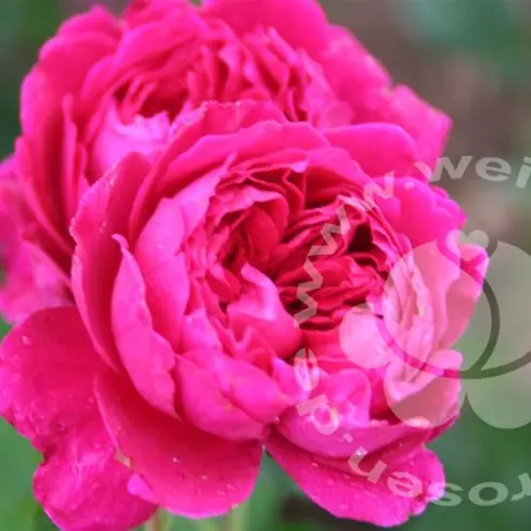 Rose 'Soul' ® Strauchrose