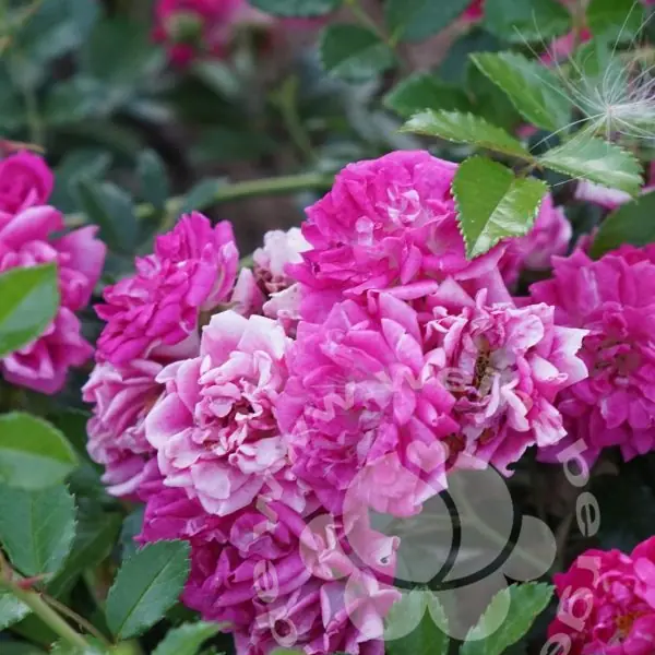 Rose 'Super Excelsa' ® Kletterrose