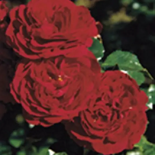 Rose 'Tornella' ® Strauchrose