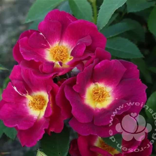 Rose 'Weg der Sinne' ® Beetrose