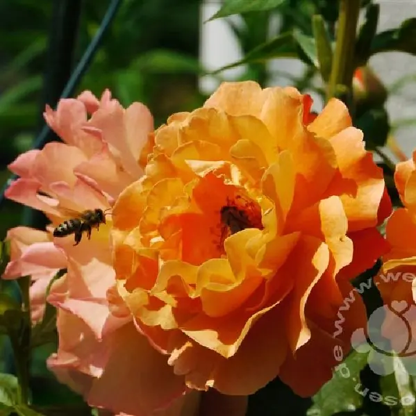Rose 'Westerland' ® Strauchrose