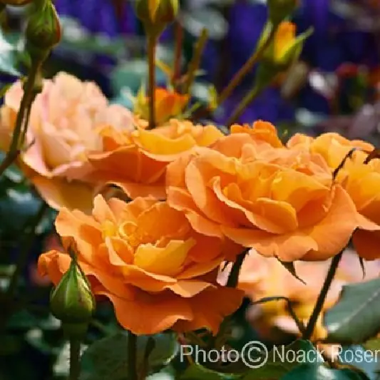 Rose 'Westzeit' ®  ADR-Rose Beetrose