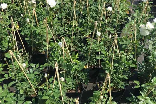 Angewachsene Rosen im Beet