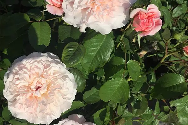 Rosa blühende Rosen in der Baumschule
