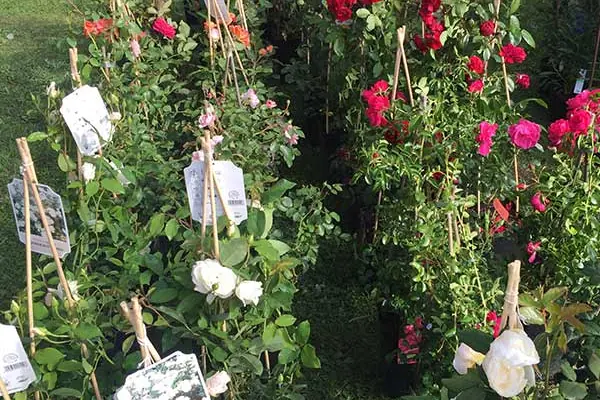 Blühende Rosen im Verkaufsbereich