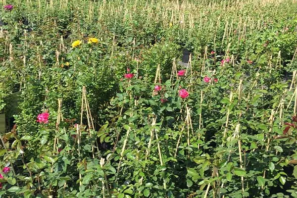 Rosen in Töpfen in der Baumschule