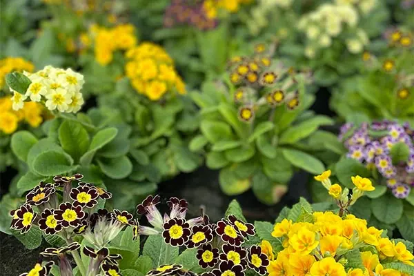 Beet- und Balkonblumen