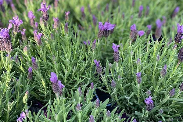 Lavendel aus der Gärtnerei