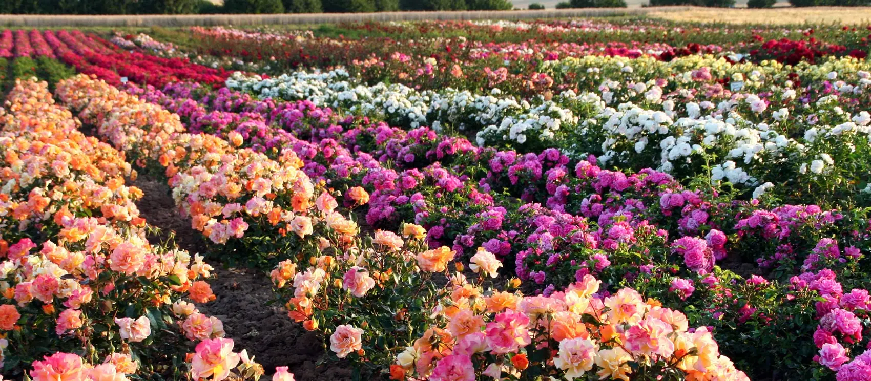 Blühendes Rosenfeld der Weinsberger Rosenkulturen in Weinsberg
