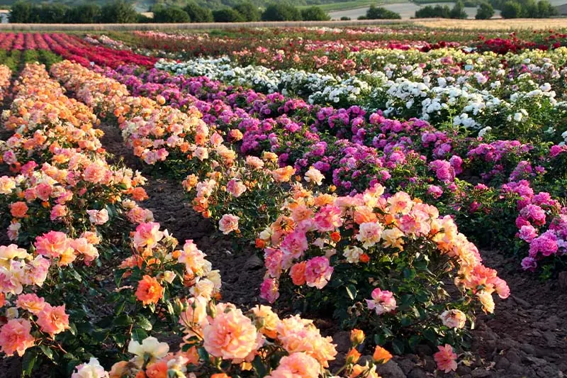 Buntes Rosenfeld im Freiland