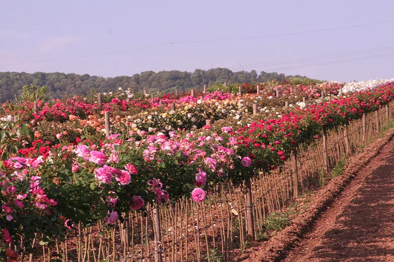 Rosenfeld in voller Blüte