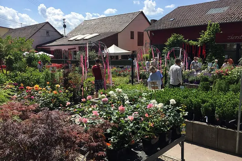 Außenverkauf mit Rosen in Töpfen