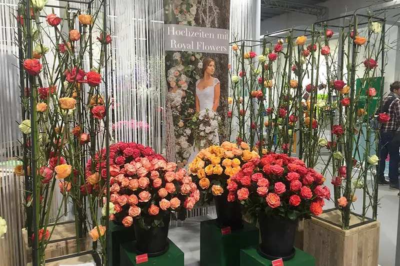 Rosenpräsentation auf der Messe