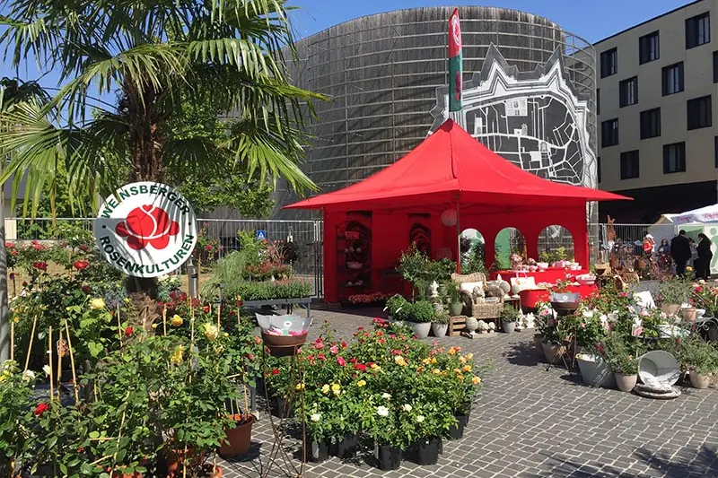 Rosenfest im Zelt