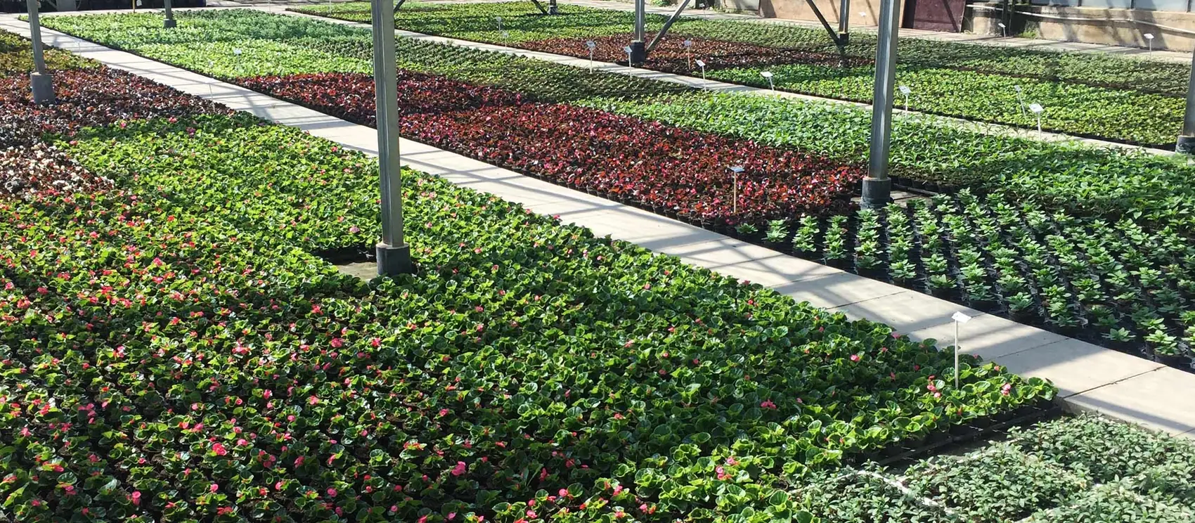 Blick über die Rosenquartiere der Weinsberger Rosenkulturen