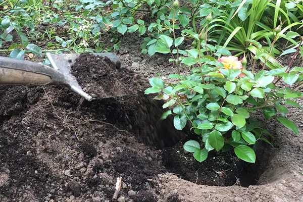 Rose in das Pflanzloch einsetzen