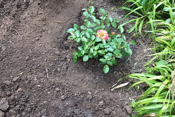 Eingepflanzte Rose kräftig angießen