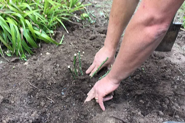 Erde rund um die Rose andrücken