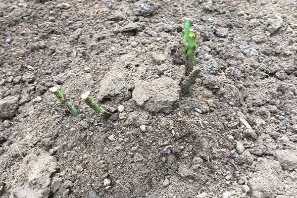 Gepflanzte Rose anhäufeln